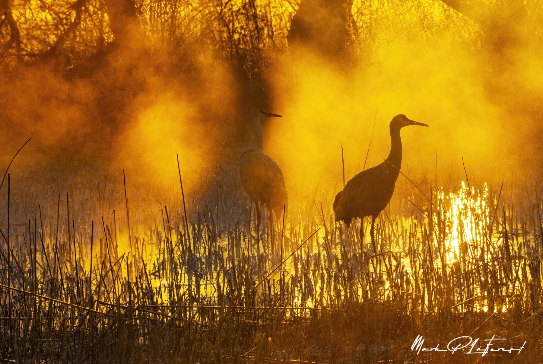 /gallery/north_america/USA/NM/benardo wildlife area/Benardo Wildlife Area Dec 2022-008_med.jpg